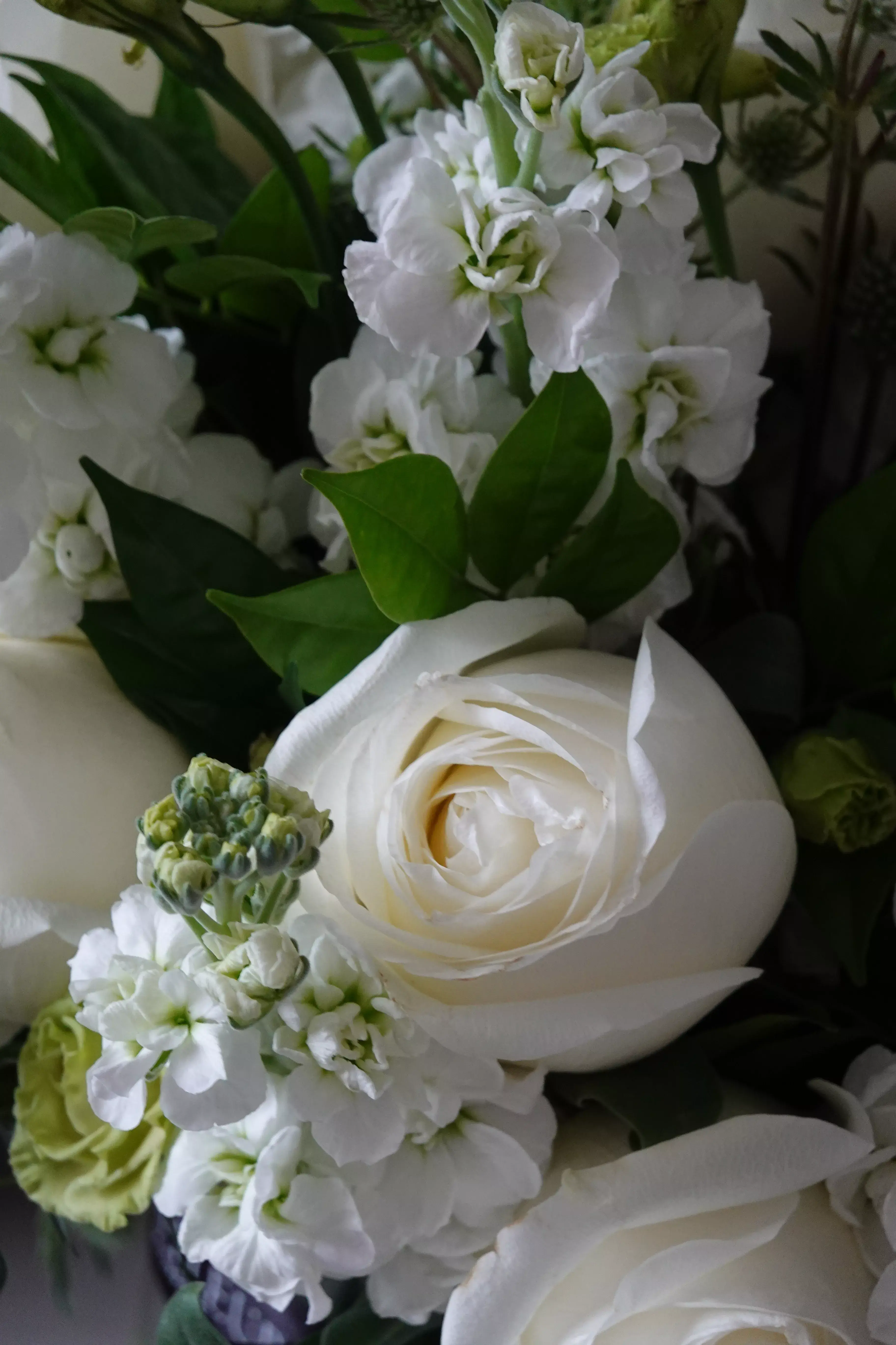 Pure Blanche